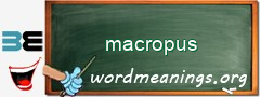 WordMeaning blackboard for macropus